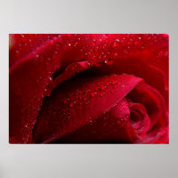 Rote Macro-Rose mit Wassertropfen