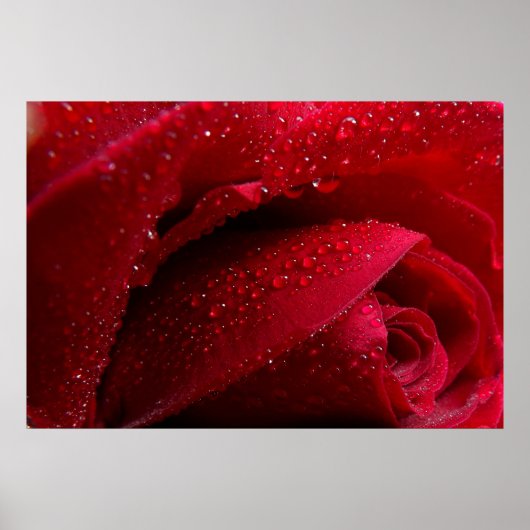 Rote Macro-Rose mit Wassertropfen Poster (Vorne)