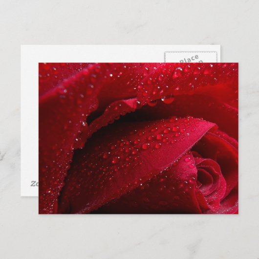 Rote Macro-Rose mit Wassertropfen Postkarte (Vorne/Hinten)