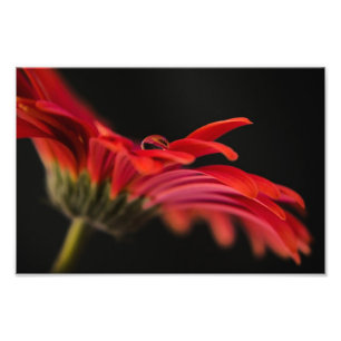 Rote Makrogerbera-Blume Fotodruck