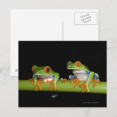 Rote mit Augen Baumfrösche (Agalychnis callidryas) Postkarte (Vorne/Hinten)