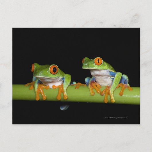 Rote mit Augen Baumfrösche (Agalychnis callidryas) Postkarte (Vorderseite)