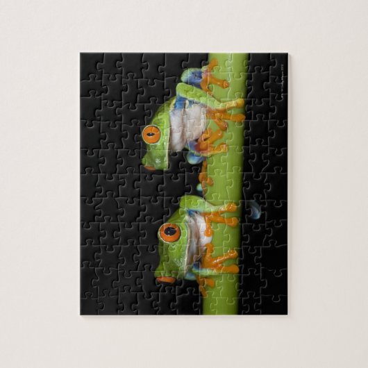 Rote mit Augen Baumfrösche (Agalychnis callidryas) Puzzle (Vertikal)