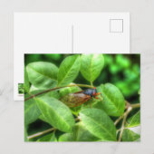 Rote Mit Augen Cicada Faltkarte Postkarte (Vorne/Hinten)