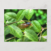 Rote Mit Augen Cicada Faltkarte Postkarte (Vorderseite)