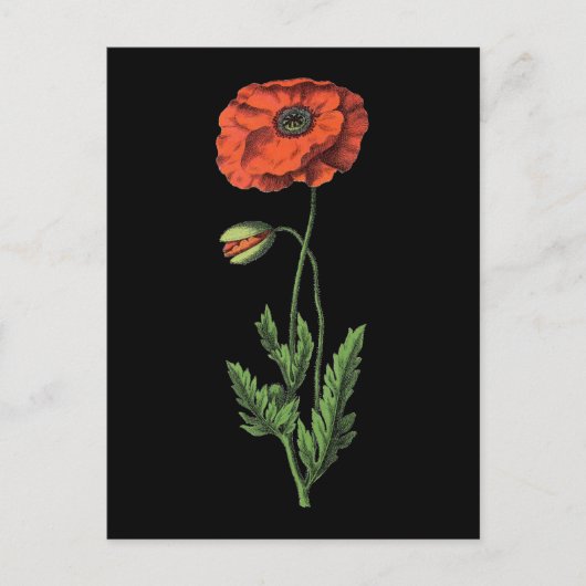 Rote Mohn-Vintage-Kunst Postkarte (Vorderseite)