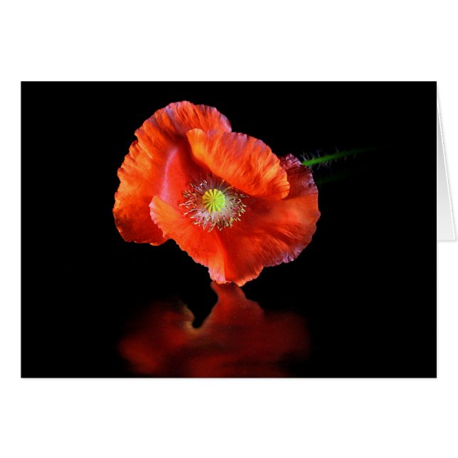 Rote Mohnblume Blume (Vorderseite (Horizontal))