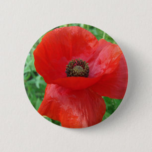 Rote Mohnblume Blume Button
