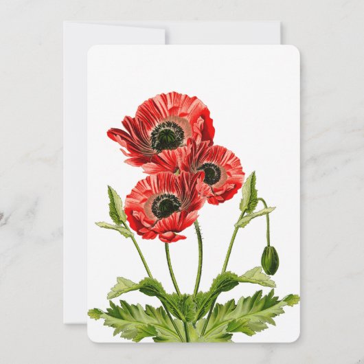 Rote Mohnblume Blume Einladung Hochzeit (Rückseite)