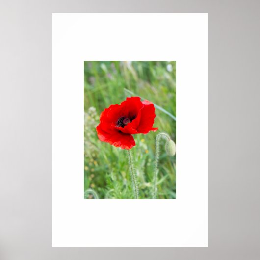 Rote Mohnblume-Blume Poster (Vorne)