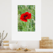 Rote Mohnblume-Blume Poster (Küche)