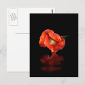 Rote Mohnblume Blume Postkarte (Vorne/Hinten)