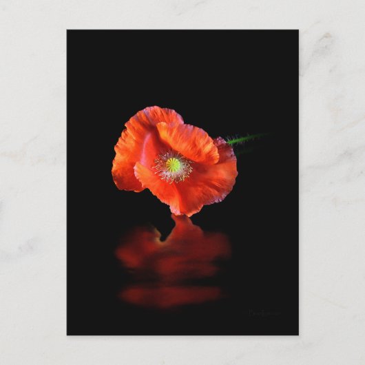 Rote Mohnblume Blume Postkarte (Vorderseite)