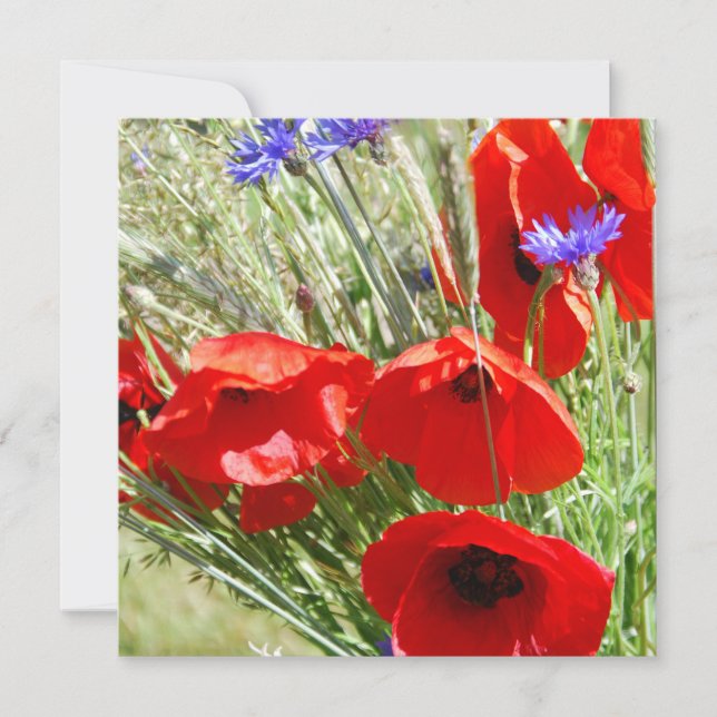 Rote Mohnblume, Cottage-Garten  Foto (Vorderseite)
