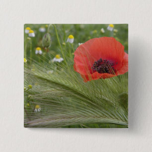 Rote Mohnblume, Toskana, Italien Button