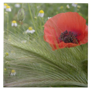 Rote Mohnblume, Toskana, Italien Fliese