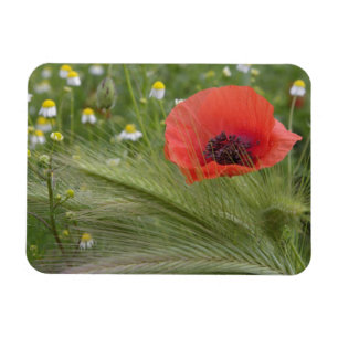 Rote Mohnblume, Toskana, Italien Magnet