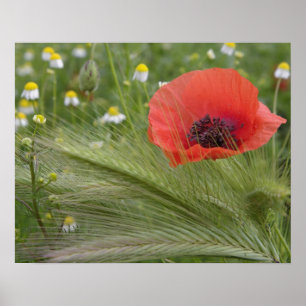 Rote Mohnblume, Toskana, Italien Poster