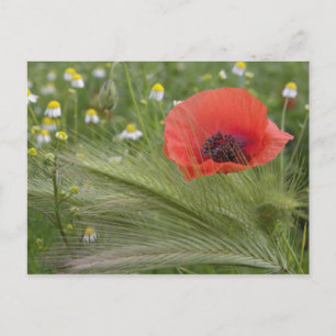 Rote Mohnblume, Toskana, Italien Postkarte