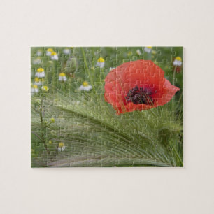 Rote Mohnblume, Toskana, Italien Puzzle