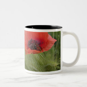 Rote Mohnblume, Toskana, Italien Zweifarbige Tasse