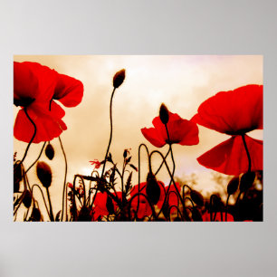 Rote Mohnblumen am Dämmerungs-Plakat-Druck Poster