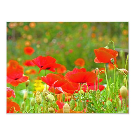 Rote Mohnblumen Blume Kunstfotografie Poppies Fotodruck (Vorne)
