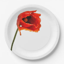 Rote Mohnblumen-Blume