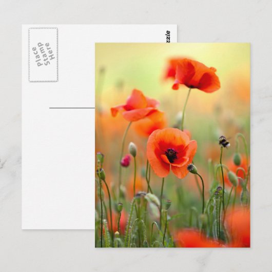 Rote Mohnblumen-Blumen Postkarte (Vorne/Hinten)
