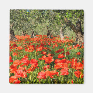 Rote Mohnblumen-Blumen unter alten Olivenbäumen Magnet