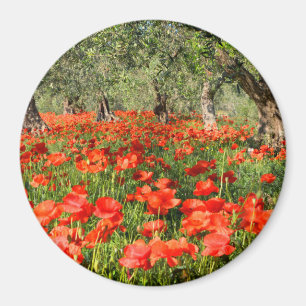 Rote Mohnblumen-Blumen unter alten Olivenbäumen Magnet