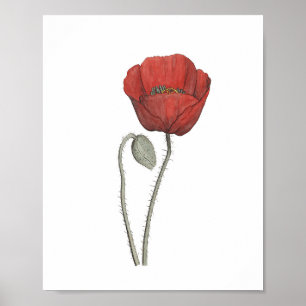 Rote Mohnblumen Botanik Poster