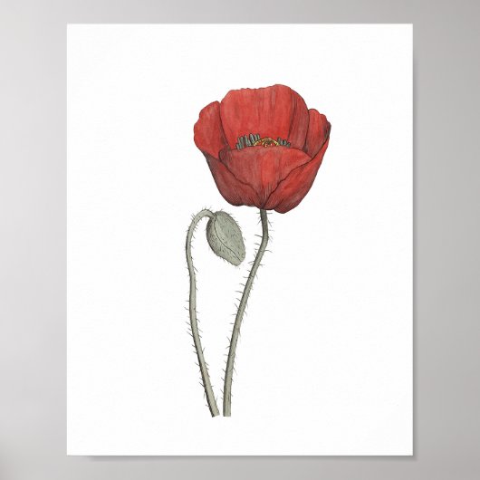 Rote Mohnblumen Botanik Poster (Vorne)