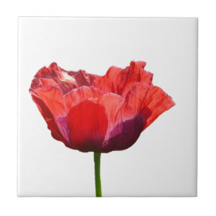 Rote Mohnblumen-Fliese Fliese