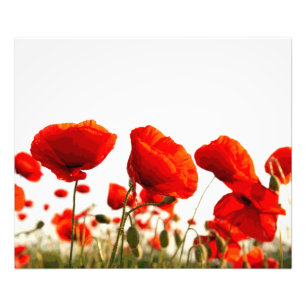 Rote Mohnblumen Fotodruck