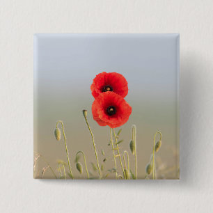 Rote Mohnblumen im Morgenlicht Button