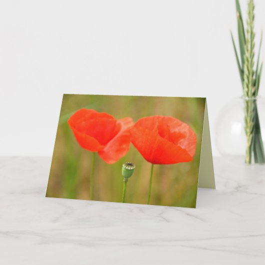Rote Mohnblumen in Ungarn Greetingcard Karte (Vorderseite)