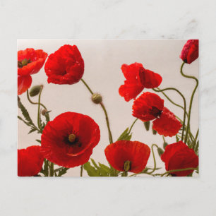 Rote Mohnblumen Postkarte