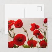 Rote Mohnblumen Postkarte (Vorne/Hinten)