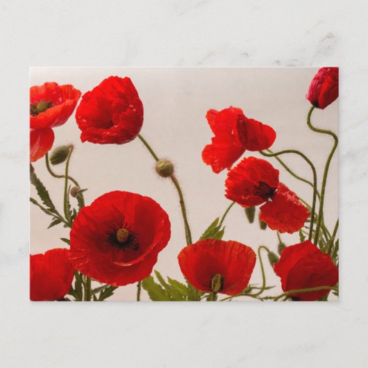 Rote Mohnblumen Postkarte (Vorderseite)