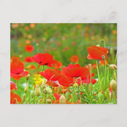 Rote Mohnblumen Postkarten Grüne Sommerwiese (Vorderseite)