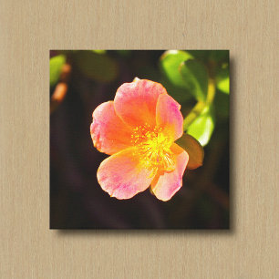 Rote Moosrosen-Blumen-Leinwanddruck Leinwanddruck