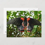 Rote Motte Postkarte (Vorne/Hinten)