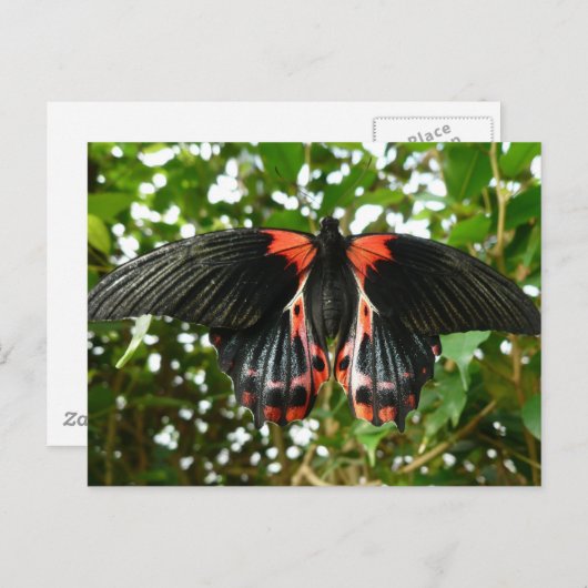 Rote Motte Postkarte (Vorne/Hinten)