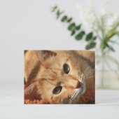 Rote müde Katze Postkarte (Stehend Vorderseite)
