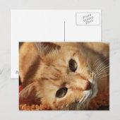 Rote müde Katze Postkarte (Vorne/Hinten)