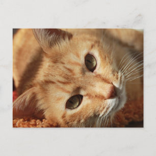 Rote müde Katze Postkarte