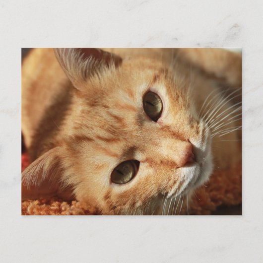 Rote müde Katze Postkarte (Vorderseite)