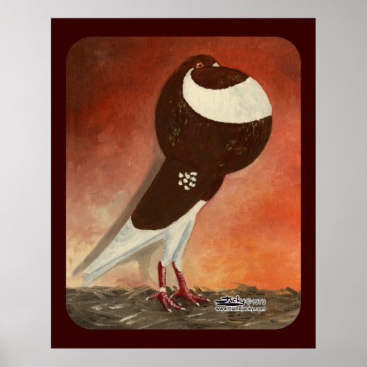 Rote Norwich Cropper-Taube Poster (Vorne)