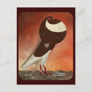 Rote Norwich Cropper-Taube Postkarte